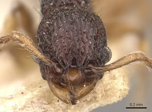 Podomyrma mjobergi - CASENT0908961