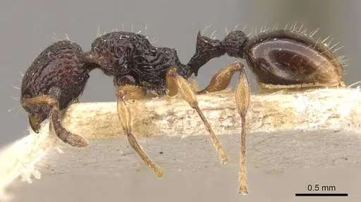 Podomyrma mjobergi - CASENT0908961