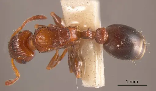 Podomyrma nitida specimen
