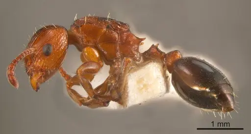 Podomyrma nitida specimen