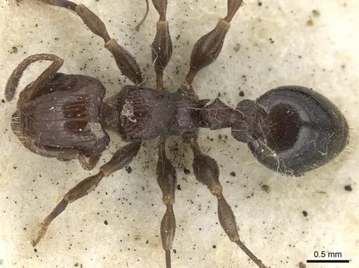 Podomyrma novemdentata specimen