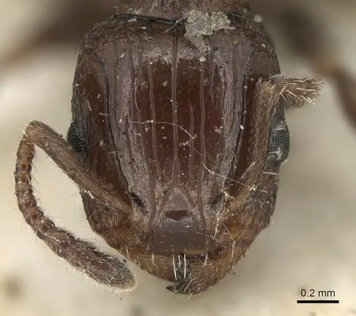 Podomyrma novemdentata specimen