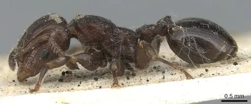 Podomyrma novemdentata specimen