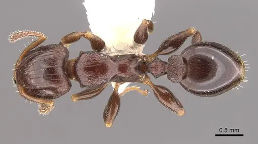 Podomyrma octodentata specimen