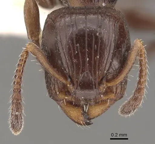 Podomyrma octodentata specimen