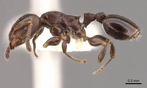 Podomyrma octodentata specimen