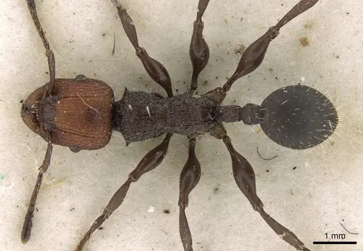Podomyrma odae specimen