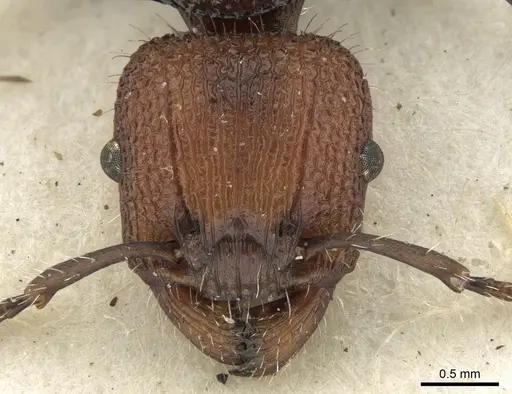 Podomyrma odae specimen