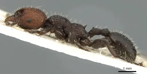 Podomyrma odae specimen