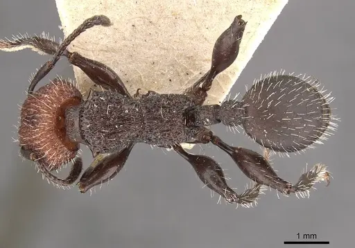 Podomyrma odae - CASENT0908978