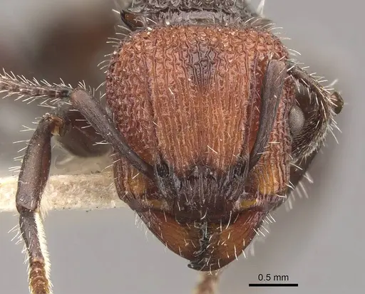 Podomyrma odae - CASENT0908978