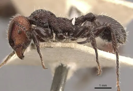 Podomyrma odae - CASENT0908978