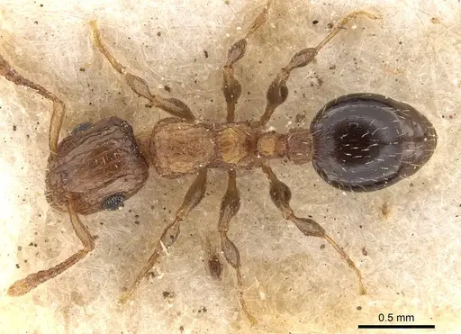Podomyrma omniparens specimen