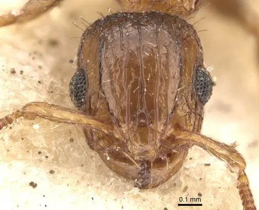 Podomyrma omniparens specimen