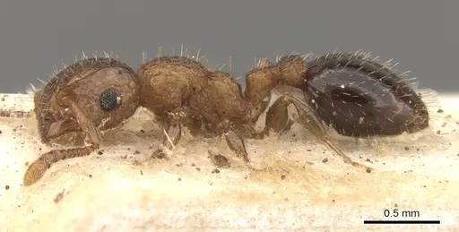 Podomyrma omniparens specimen