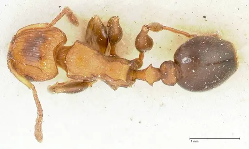 Podomyrma overbecki specimen