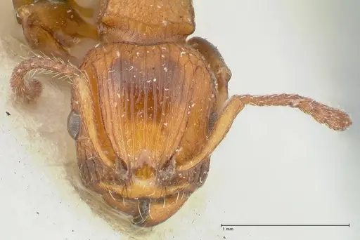 Podomyrma overbecki specimen