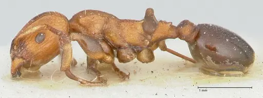 Podomyrma overbecki specimen
