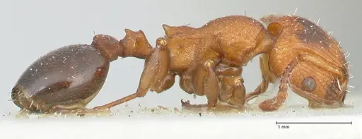 Podomyrma overbecki - FOCOL1984