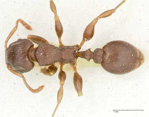 Podomyrma overbecki - FOCOL1985