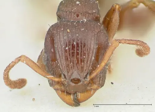 Podomyrma overbecki - FOCOL1985