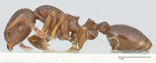 Podomyrma overbecki - FOCOL1985