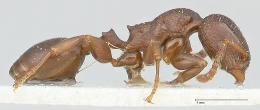 Podomyrma overbecki - FOCOL1985