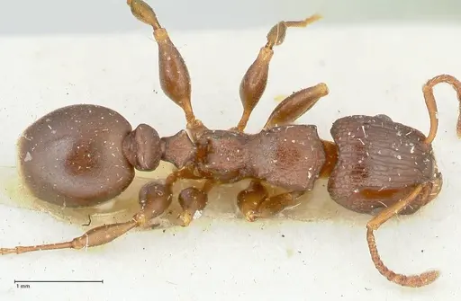 Podomyrma overbecki - FOCOL1986