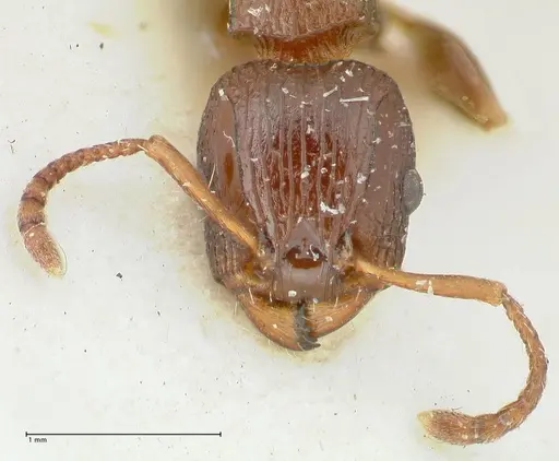 Podomyrma overbecki - FOCOL1986