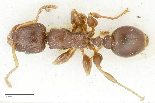 Podomyrma overbecki - FOCOL1987