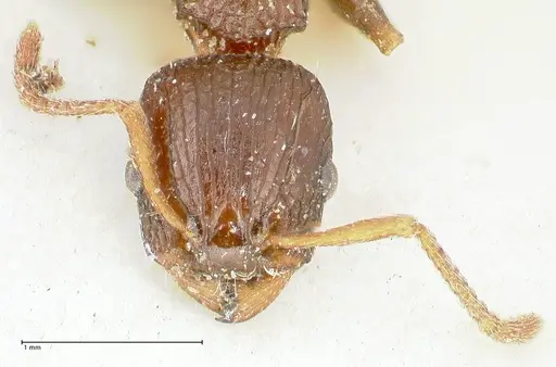 Podomyrma overbecki - FOCOL1987