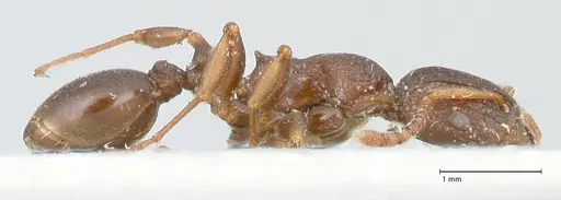 Podomyrma overbecki - FOCOL1987