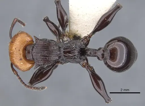 Podomyrma pulchella specimen