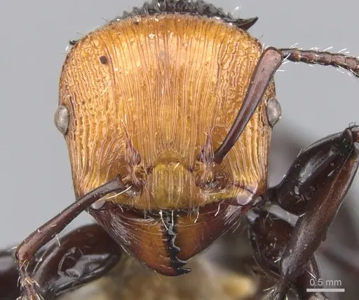 Podomyrma pulchella specimen