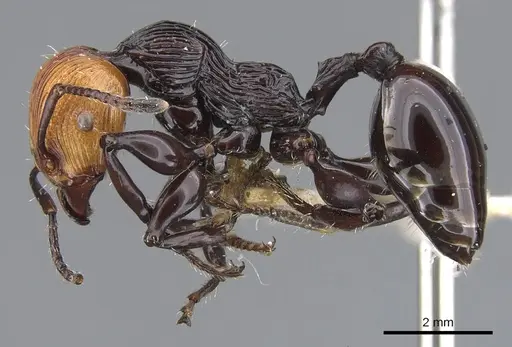 Podomyrma pulchella specimen
