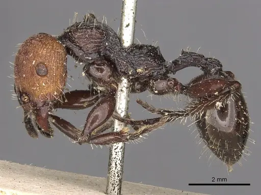 Podomyrma ruficeps specimen