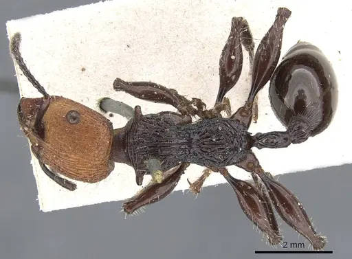 Podomyrma ruficeps - CASENT0902002