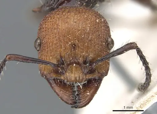 Podomyrma ruficeps - CASENT0902002