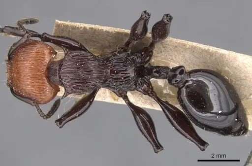 Podomyrma ruficeps - CASENT0904704