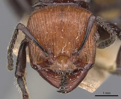 Podomyrma ruficeps - CASENT0904704