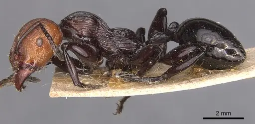 Podomyrma ruficeps - CASENT0904704