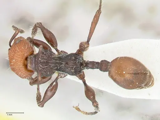 Podomyrma ruficeps - FOCOL2002