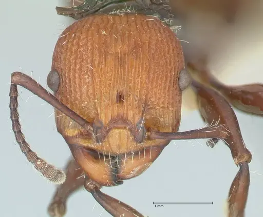 Podomyrma ruficeps - FOCOL2002