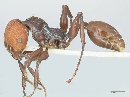 Podomyrma ruficeps - FOCOL2002