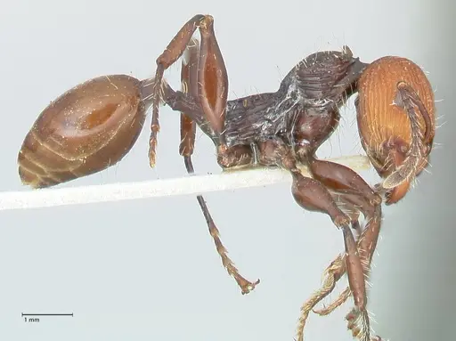 Podomyrma ruficeps - FOCOL2002