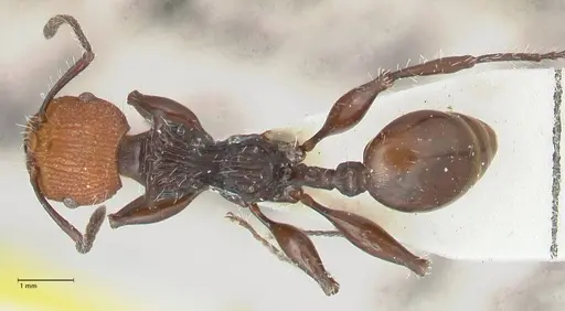 Podomyrma ruficeps - FOCOL2003