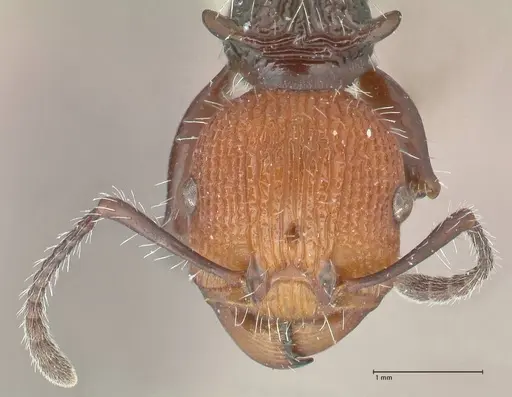 Podomyrma ruficeps - FOCOL2003