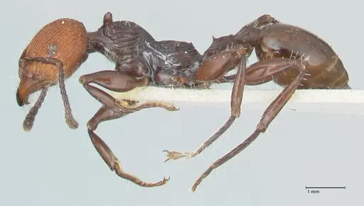 Podomyrma ruficeps - FOCOL2003