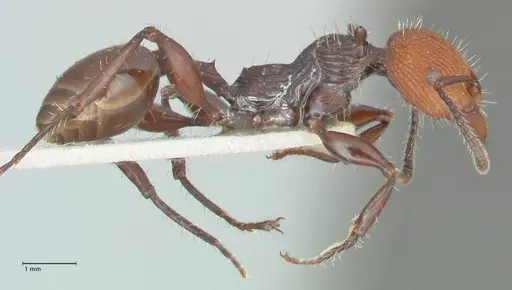 Podomyrma ruficeps - FOCOL2003