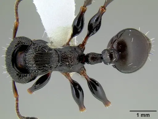 Podomyrma silvicola specimen